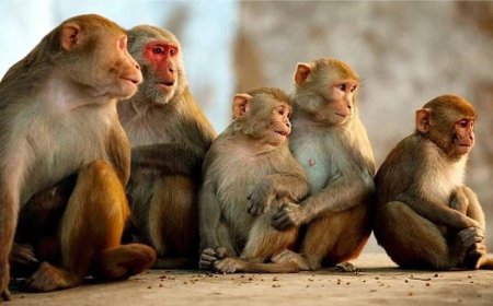 छत्तीसगढ़ में 17 बंदरों की गोली मारकर हुई हत्या? वन विभाग ने शुरू की जांच